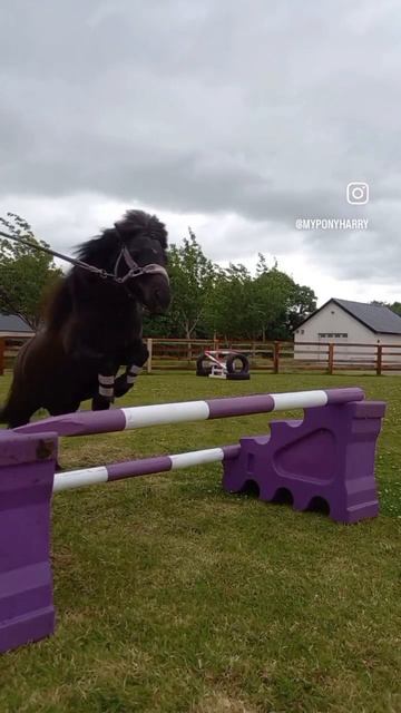 Matchy Matchy Jumping With Shetland Pony!! смотреть онлайн
