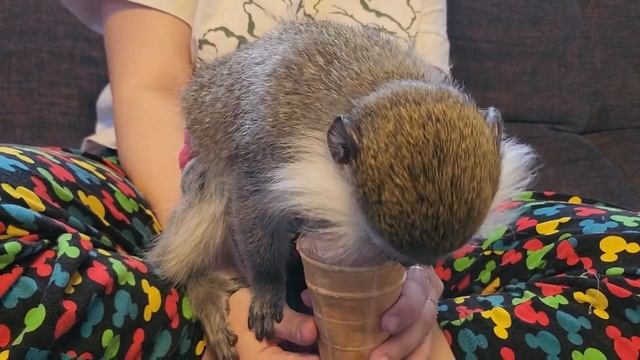 Зелёная мартышка Вася и мороженое. смотреть онлайн