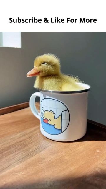 Sleepy Duck #Shorts смотреть онлайн