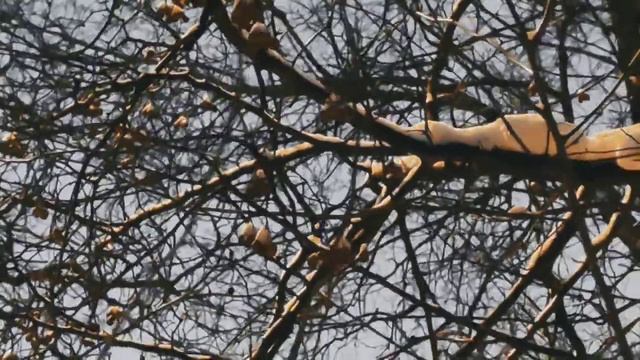 VID 20230112 222829 В воде отраженья деревьев...(Робер Деснос)...Павел Васильев Лахтинский