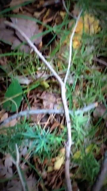 Новороссийск| Ходим по лесу, собираем грибы... смотреть онлайн