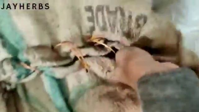 Aconitum Heterophyllum | Ativisha | Aruna | Bhangura | Indian Atees | Atis | Atividayam | #jayherbs смотреть онлайн