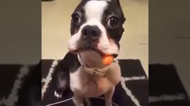 Собака прячет за щекой смотреть онлайн