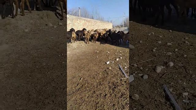 Гиссарские овцы город Кант смотреть онлайн