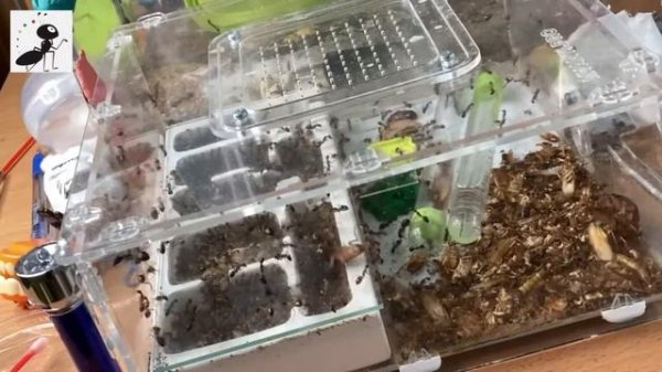 Охота муравьев вида Кампонотус Фелах