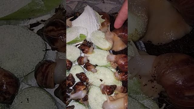 აფრიკული ლოკოკინები ახმეტაში ახატინა , კვება смотреть онлайн