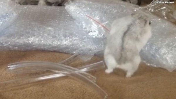 Арены для расширения муравьиных ферм