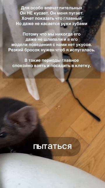 Соболь в гоне смотреть онлайн