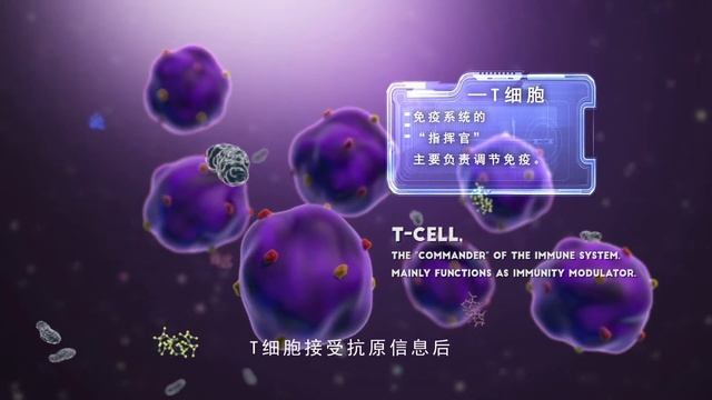 科普視頻: 複合多醣如何增強免疫力? Science Exploration Channel: How Do Polysaccharide Compounds Improve Immunity? смотреть онлайн