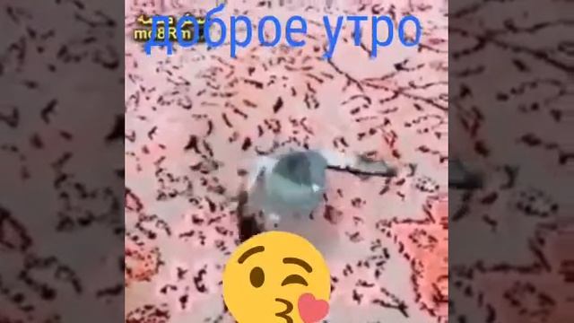 Голубь танцует под песню смотреть онлайн