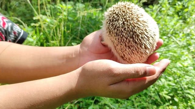 LANDAK, TAPI KOK MINI? EMANG JINAK YA? YUUK INTIP LUCUNYA LANDAK MINI | LANDAK MINI LUCU | смотреть онлайн