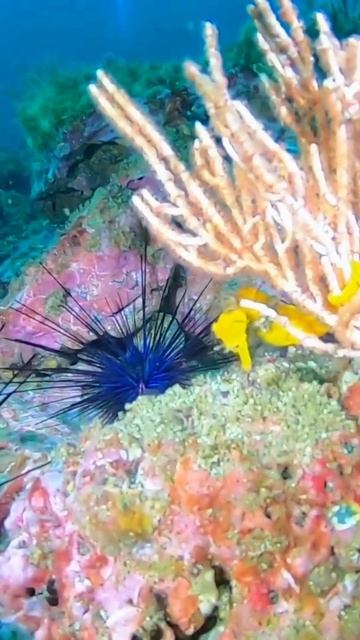 Costa Rica- Let´s go scuba diving! смотреть онлайн