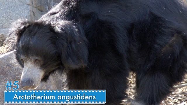 Top 10 Largest Prehistoric Creatures Ever смотреть онлайн