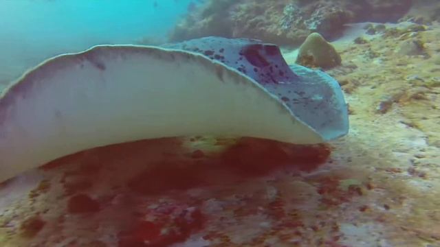 Beautiful Marbel Ray Swimming смотреть онлайн