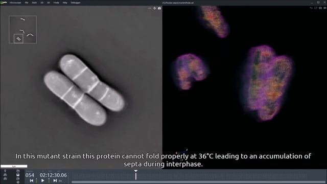 Fission yeast Cdc16 heat sensitive mutant смотреть онлайн