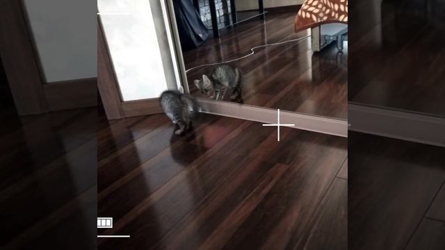 Котёнок 🙀 первый раз увидел себя в зеркало! 😂😂😂ПрЕкол) #shorts смотреть онлайн