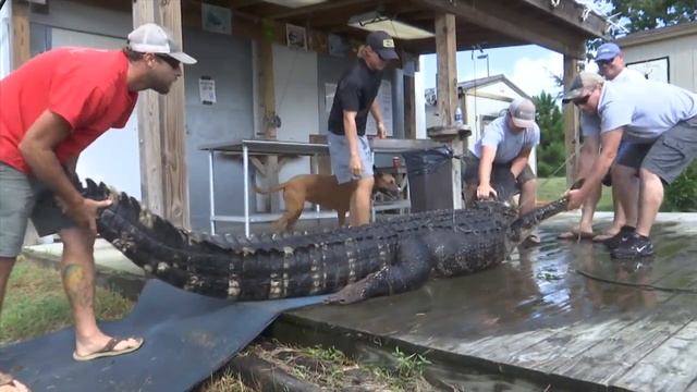 Two Locals explain how they Caught 750 Pound Alligator смотреть онлайн