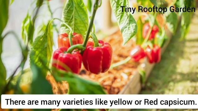 फरवरी-मार्च में लगाए इन सब्जियों के बीज/February-March Vegetables/Grow From Seed/Terrace Gardening смотреть онлайн