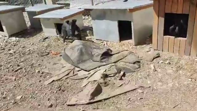 Собаки которые больше не доверяют людям. Звёздочка одна из них😒#топ #животные смотреть онлайн