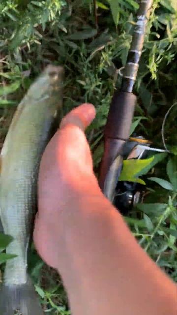 Обновил локацию и снова есть очередной жерех! #жерех #fishing_video #дунай #рыбалка смотреть онлайн