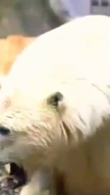 МедВедь Диксон Так мило ЗевАет🐻👀🥰🔥👍Bear Dixon Yawns so cute🐻👀🥰🔥👍 смотреть онлайн