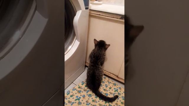 Кошка хочет купаться смотреть онлайн