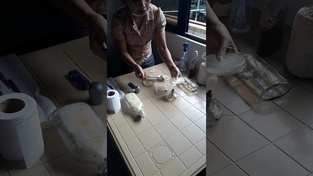 Mushroom Reproduction Process