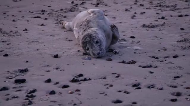 Seals Video | Seal Underwater | Cute Baby Seal | ANIMAL WORLD #seals