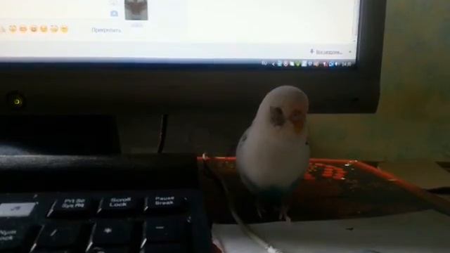 попугай ругается благим матом смотреть онлайн