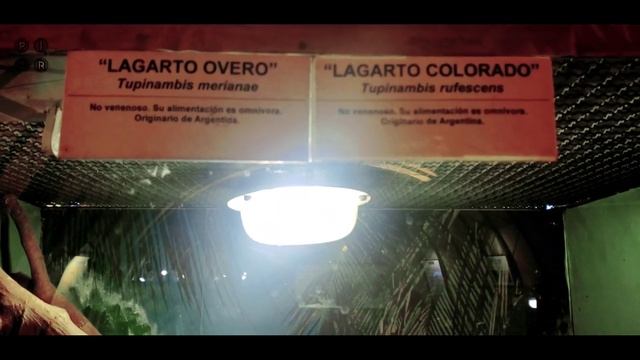 Serpentario 2021 | Cobras: Mocassim, Pinton, Albina, Coral, Jararaca, Cascavel, Jibóia, e Mais. смотреть онлайн