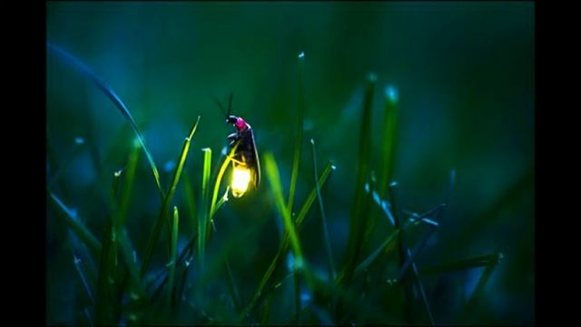 La linterna de la luciérnaga Photuris смотреть онлайн
