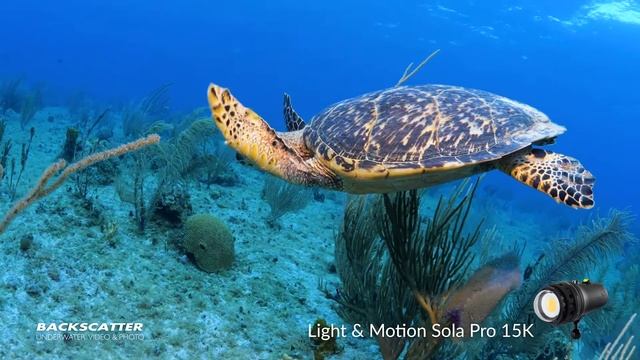 Light & Motion Sola Pro 15K | Underwater Test Footage | Little Cayman 2019 смотреть онлайн