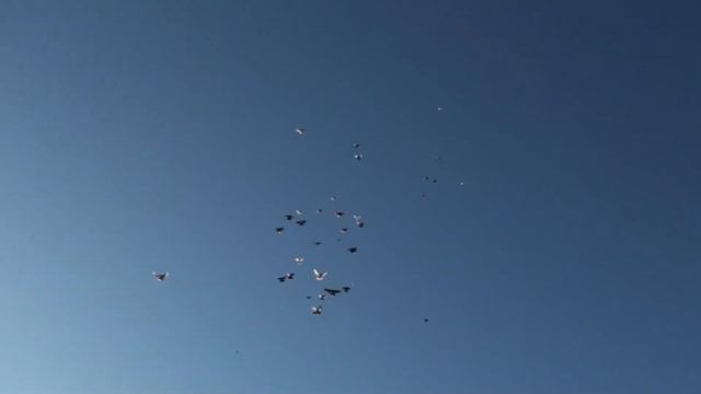 Славіка красиві голуби кожен день в небі смотреть онлайн