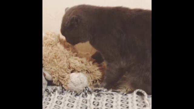 Озабоченный кот смотреть онлайн