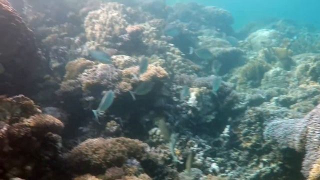 Unicornfish смотреть онлайн