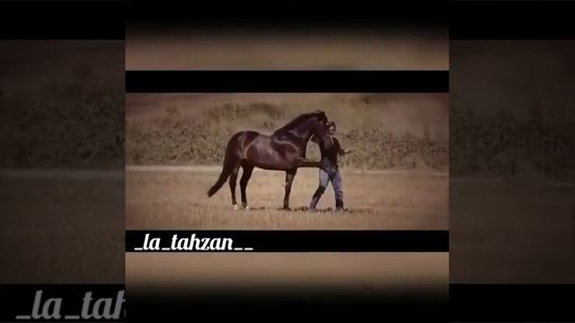 Самая умная лошадь смотреть онлайн