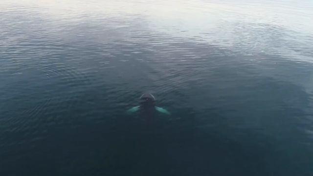 Whale Sounds Soothing Water Music (Relaxation Sounds)