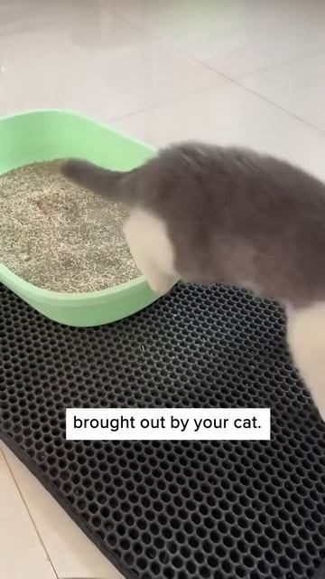 This Litter Mat is MAGICAL! 🙀💫 #pet #petlovers смотреть онлайн