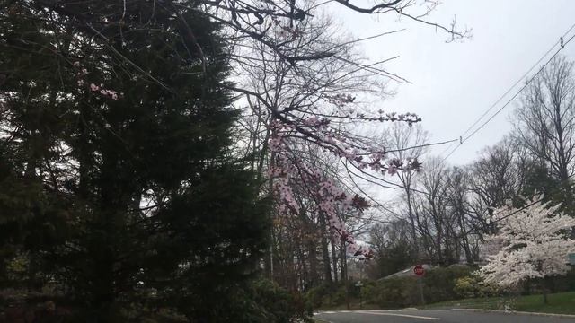 How Black Knot Tree Fungus Will Kill Your Fruit Tree