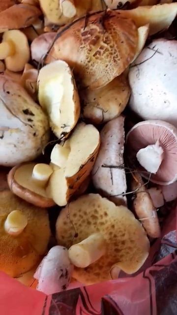 свежие грибочки