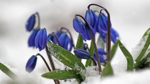 А.Майков. Весна…