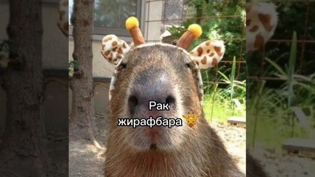 Какая ты капибара по знаку зодиака? смотреть онлайн