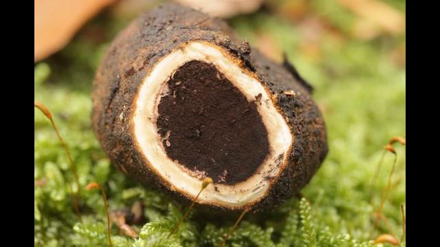 Elaphomyces Granulatus