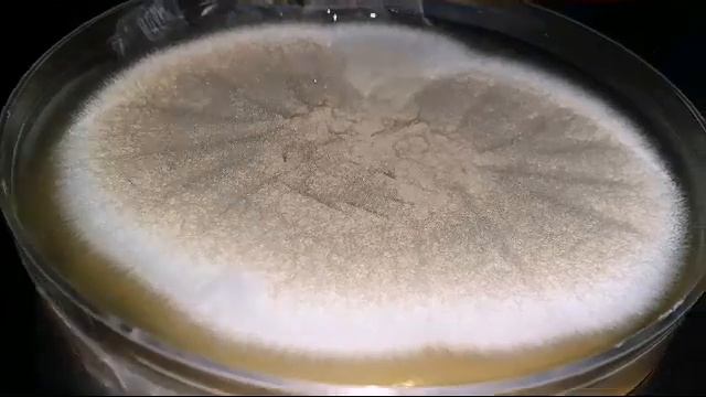 #Aspergillus _terreus #Fungal смотреть онлайн
