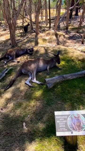Kangaroo in Australia!🦘#couplegoals #pinoy #kangaroo #landdownunder #australia #pinoyabroad смотреть онлайн