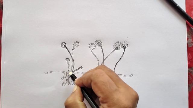 RHIZOPUS DRAWING CLASS 11 BIOLOGY