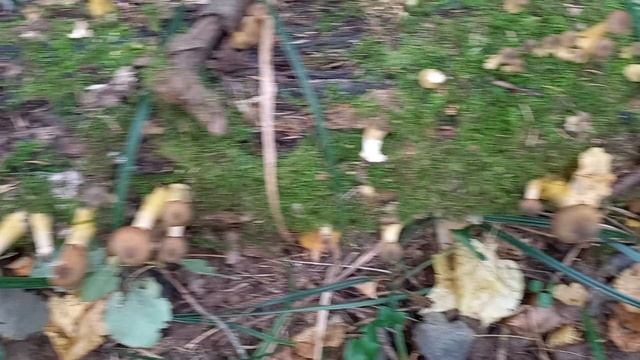 Сбор  осенних опят.