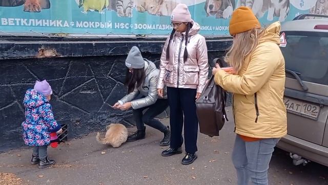 Многодетная семья. Кормим бездомных кошек 🐈⬛🐱🐈. Делай добро 🙏 смотреть онлайн