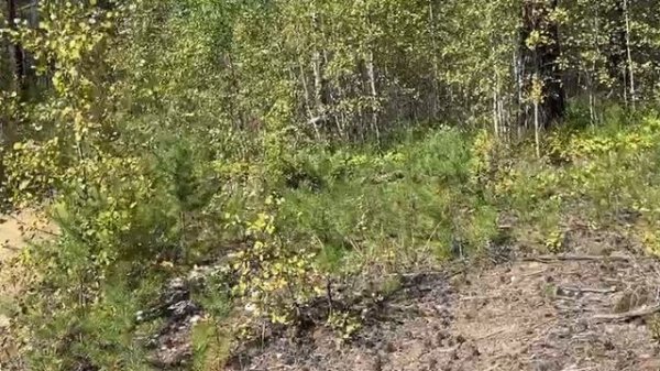 video5368751386773181780