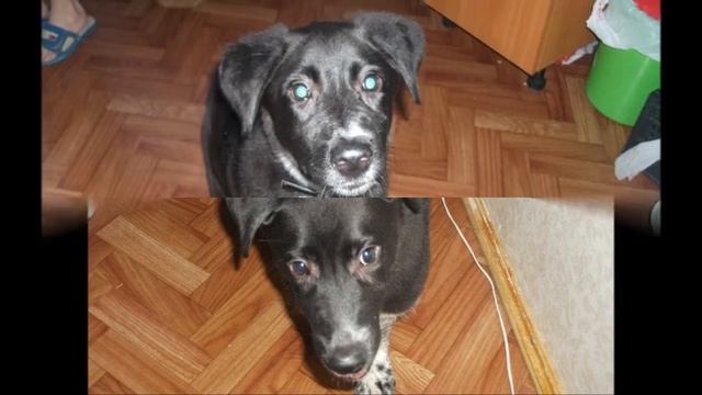 Лола!-Моя собака! смотреть онлайн